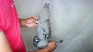 Pigeon image