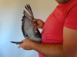Pigeon image
