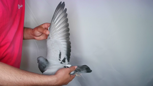 Pigeon image
