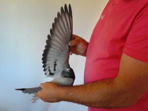 Pigeon image