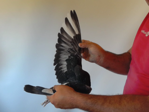 Pigeon image