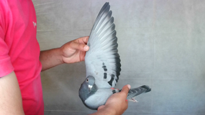 Pigeon image