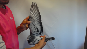 Pigeon image