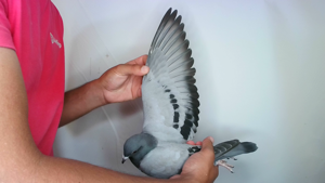 Pigeon image
