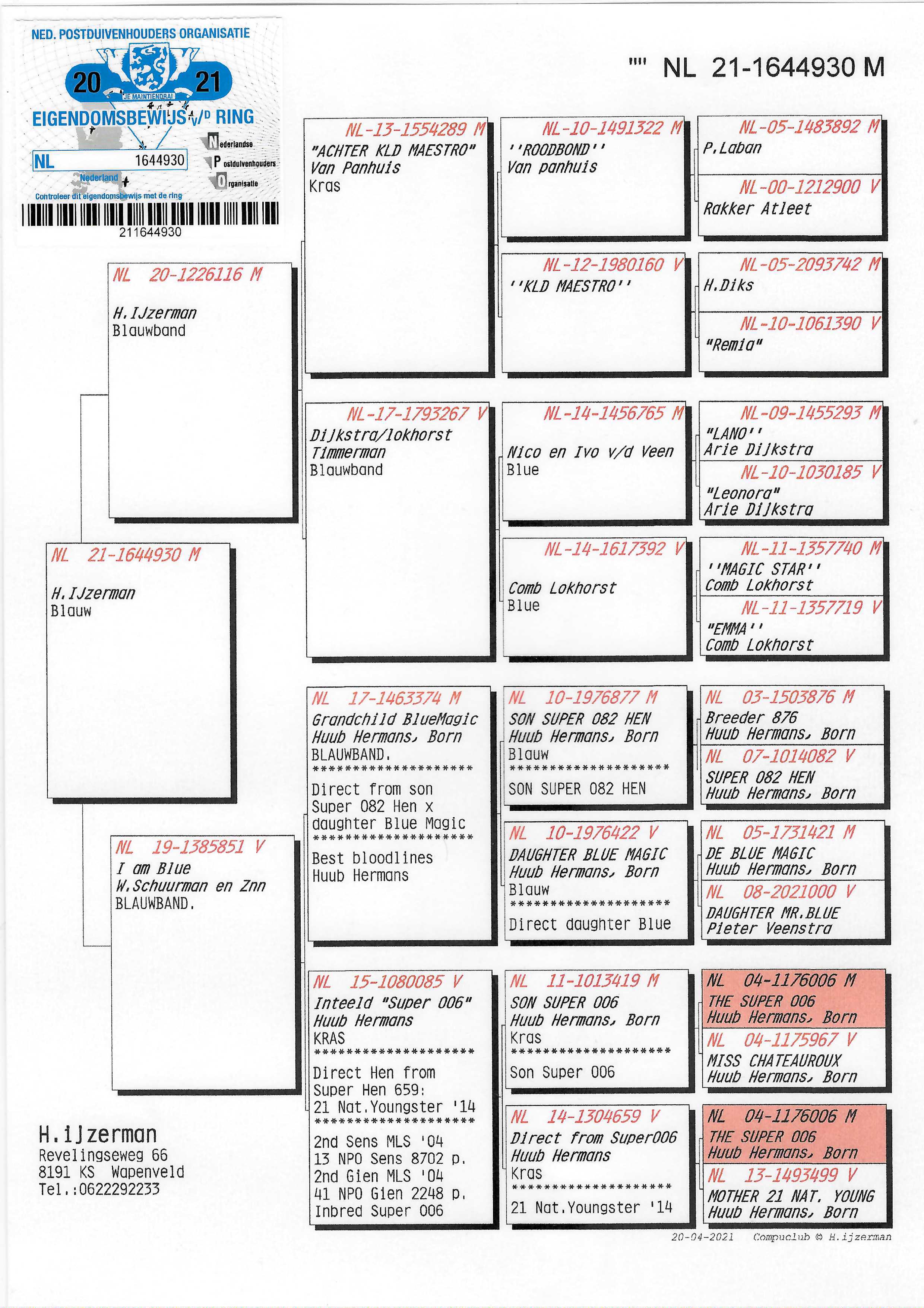 Pigeon pedigree image