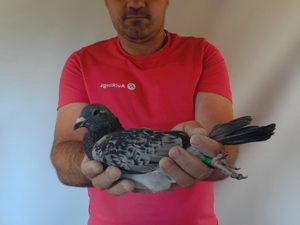 Pigeon image