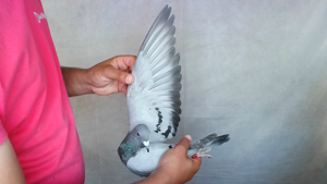 Pigeon image
