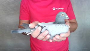 Pigeon image