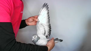 Pigeon image