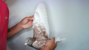 Pigeon image