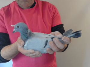 Pigeon image