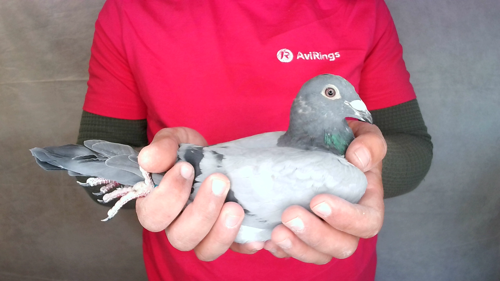 Pigeon image