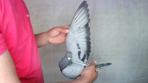 Pigeon image