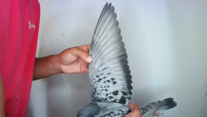 Pigeon image