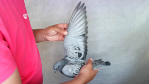 Pigeon image