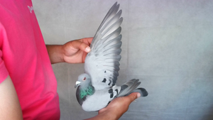 Pigeon image