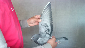 Pigeon image