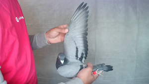 Pigeon image