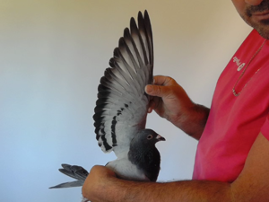 Pigeon image