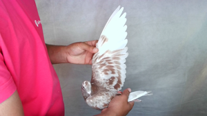 Pigeon image