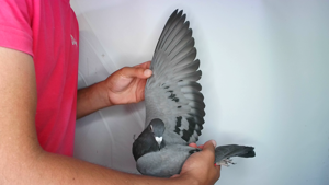 Pigeon image