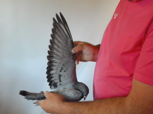 Pigeon image
