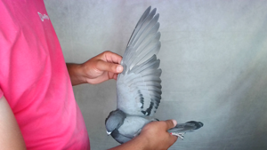 Pigeon image