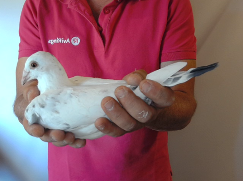 Pigeon image
