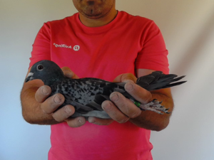 Pigeon image