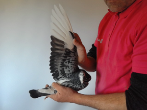 Pigeon image