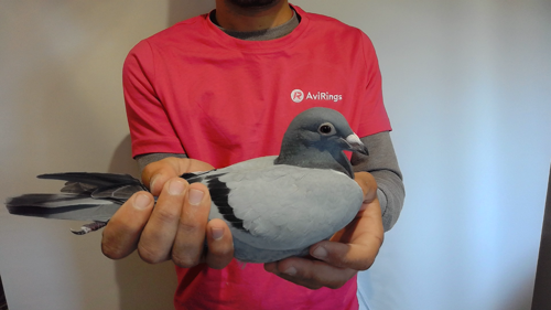 Pigeon image