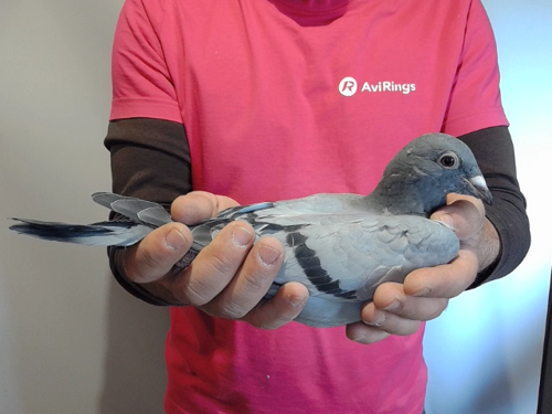 Pigeon image