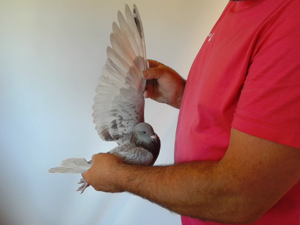 Pigeon image