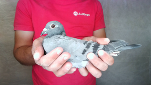 Pigeon image
