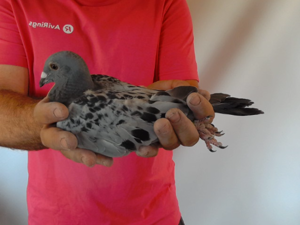 Pigeon image