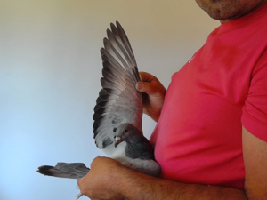 Pigeon image