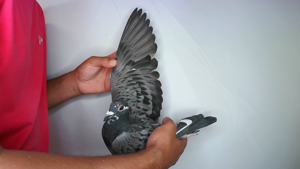 Pigeon image