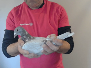 Pigeon image