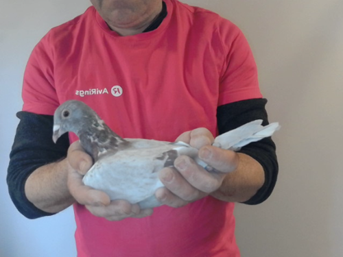 Pigeon image