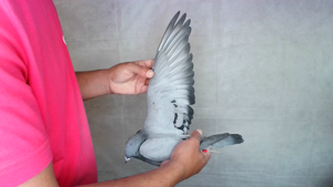 Pigeon image