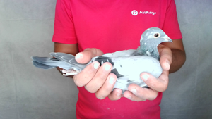 Pigeon image