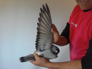 Pigeon image