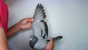 Pigeon image