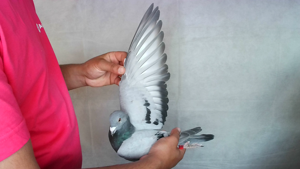 Pigeon image