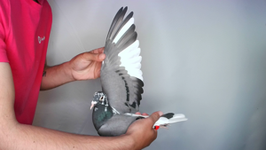 Pigeon image