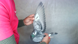 Pigeon image