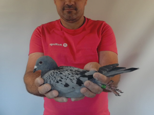 Pigeon image