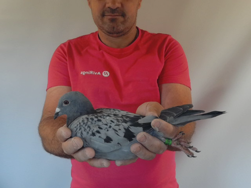 Pigeon image