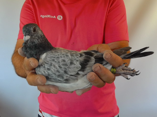 Pigeon image