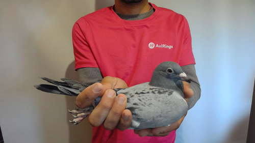 Pigeon image